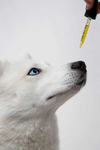 PAWS
Premium Wellness Support for Cats & Dogs